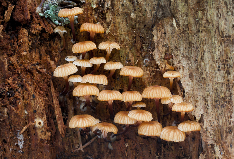 Xeromphalina campanella